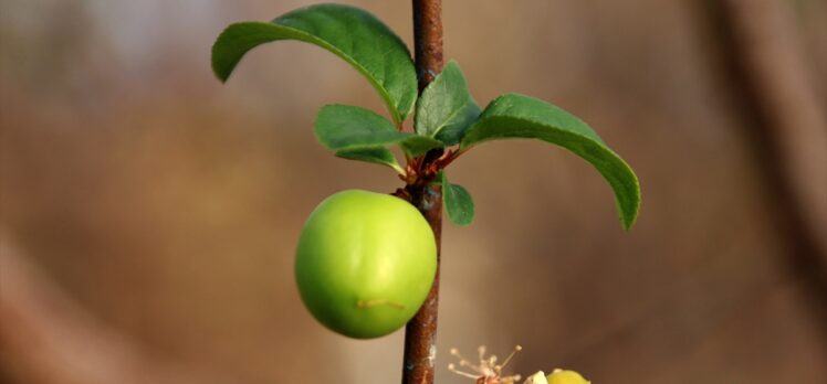 Mersin'de erkenci eriğin hasadına başlandı