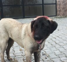 Samsun'da komşusunun köpeğini tüfekle yaralayan kişi gözaltına alındı