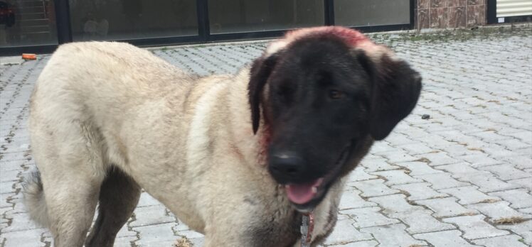 Samsun'da komşusunun köpeğini tüfekle yaralayan kişi gözaltına alındı