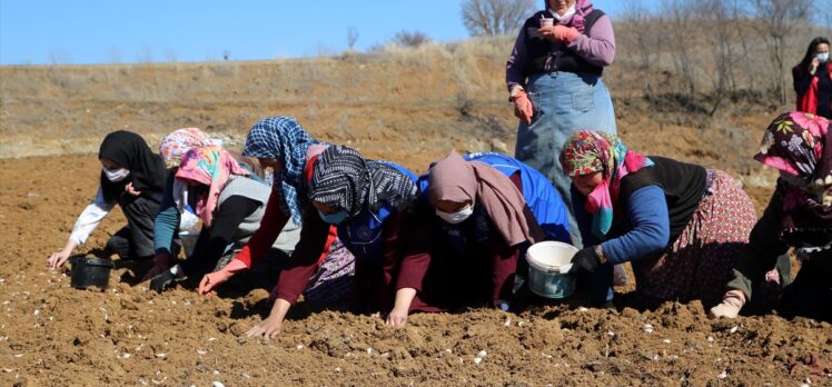 Gönüllü gençler imece usulüyle Taşköprü sarımsağını toprakla buluşturdu