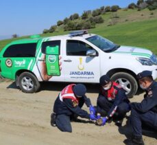 Manisa'da yol kenarında bulunan yaralı baykuş koruma altına alındı