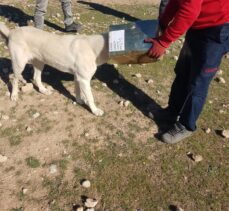 Şanlıurfa'da başı tenekeye sıkışan köpek itfaiye ekiplerince kurtarıldı