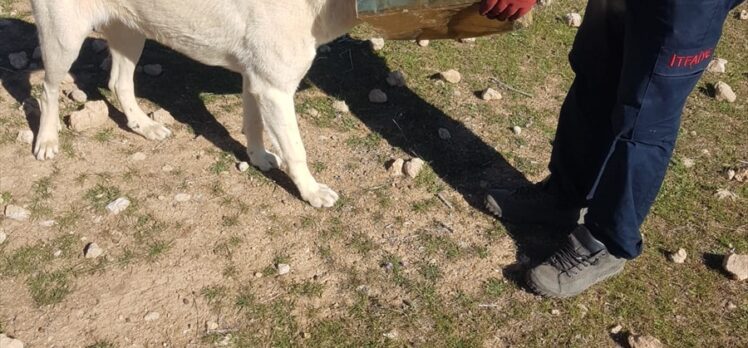 Şanlıurfa'da başı tenekeye sıkışan köpek itfaiye ekiplerince kurtarıldı