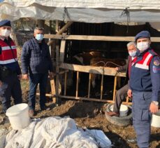 Zonguldak'ta jandarma ekipleri kaybolan 5 ineği drone yardımıyla buldu