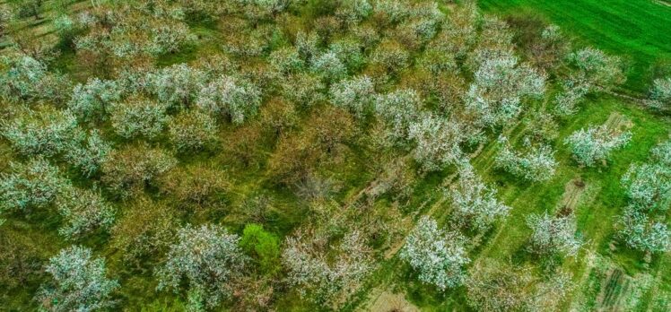 Afyonkarahisar'da çiçeklenen kiraz ağaçları güzelliğiyle göz kamaştırıyor