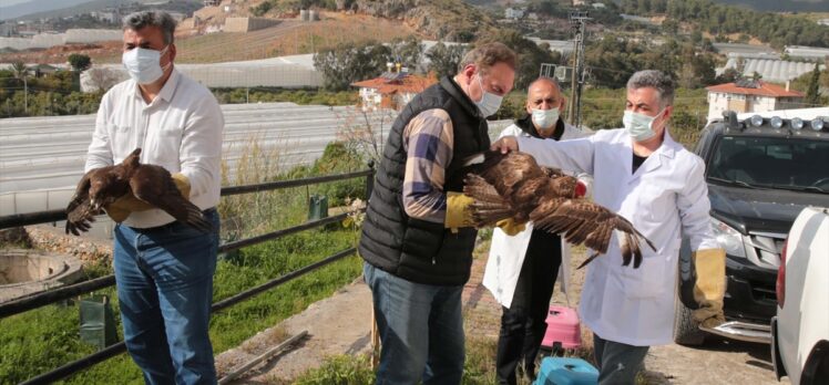 Antalya'da tedavileri tamamlanan üç şahin doğaya salındı