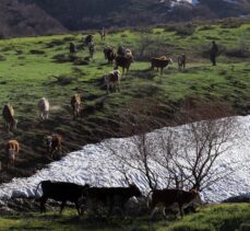 Baharın müjdecisi çiçekler Ağrı'da görsel şölen sunuyor