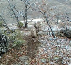 Elazığ'da yaban hayatın devamlılığı için başlatılan su seferberliği amacına ulaşıyor