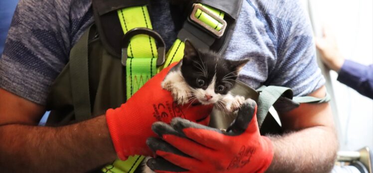 Kilis'te su kuyusuna düşen 2 kedi yavrusu kurtarıldı