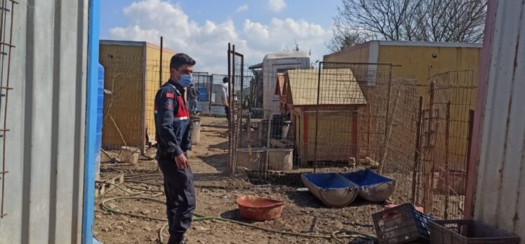 Kocaeli'de sağlıksız koşullarda bakılan 80 köpek korumaya alındı