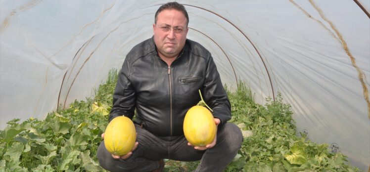 Mersin'de hasadına başlanan örtü altı kavunun kilogramı 10 liradan alıcı buluyor