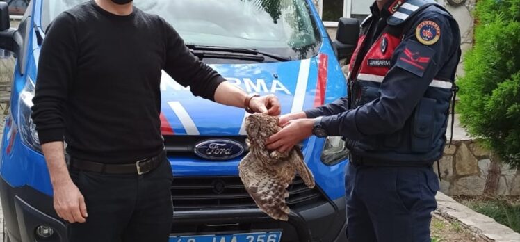 Muğla'da jandarmanın kurtardığı yaralı baykuş tedavi altına alındı