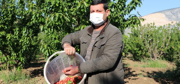 Sezonun ilk kirazı Manisa'da hasat edildi