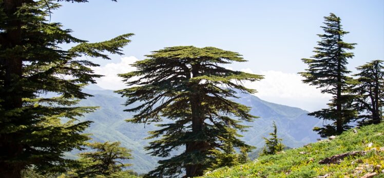 Amanos Dağları'na doğa yürüyüşçüleri ve amatör fotoğrafçıların ilgi odağı oluyor