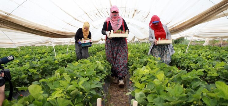 Aydın'daki çilek seralarında kadın işçilerin “emek mücadelesi” devam ediyor