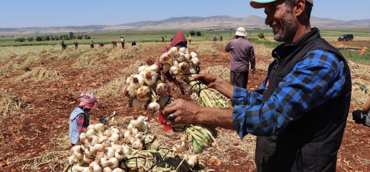 Gaziantep'te tarım işçileri bayramda tarlanın yolunu tuttu