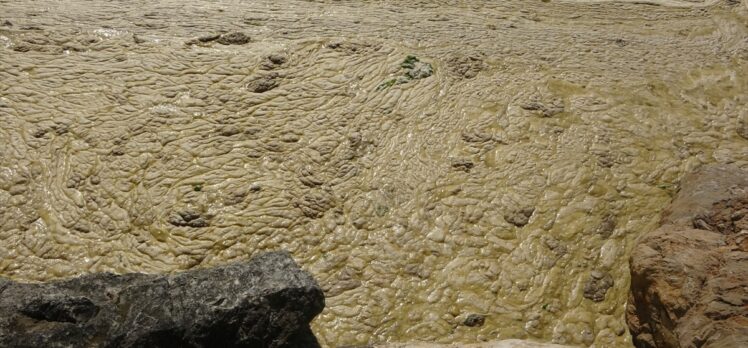 Gemlik Körfezi deniz salyası nedeniyle açık renkte tabakayla kaplandı