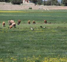 Toroslar'da baharla yeşile bürünen yaylalar bir başka güzel