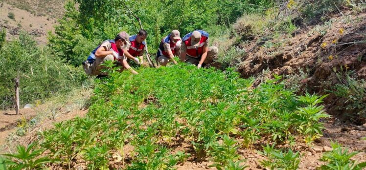 Elazığ'da meyve ağaçlarının arasına ekilmiş 6 bin 150 kök Hint keneviri ele geçirildi