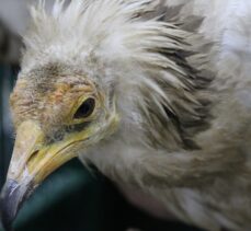 Elazığ'da yaralı bulunan akbaba tedavi altına alındı