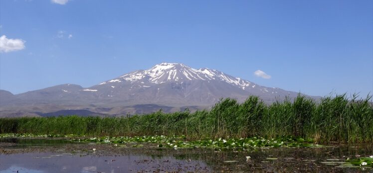 Fotoğraf tutkunları Süphan Dağı'nın eteklerini süsleyen nilüferleri fotoğrafladı