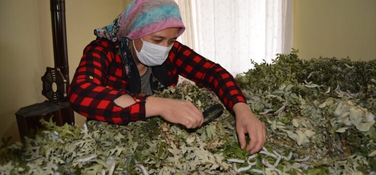 Gaziantepli ev hanımı devlet desteğiyle ipek böceği yetiştiricisi oldu