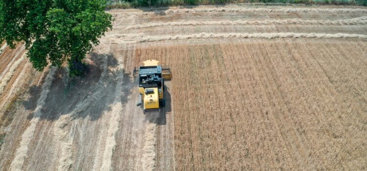 İzmir'de bahar yağışlarındaki düşüş hububat üretimini olumsuz etkiledi