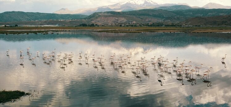 Kayseri'de flamingolar Hürmetçi Sazlığı'na renk kattı