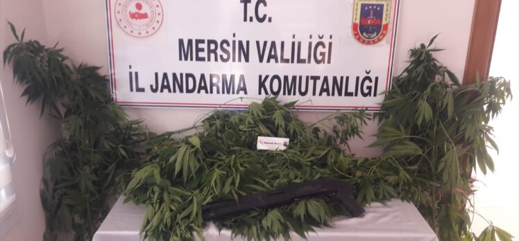 Mersin’de uyuşturucu operasyonunda 84 kök Hint kenevir ele geçirildi