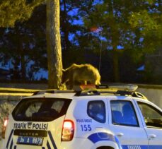 Sarıkamış'ta çöp konteynerinde yiyecek arayan bozayı yavrusu görüntülendi