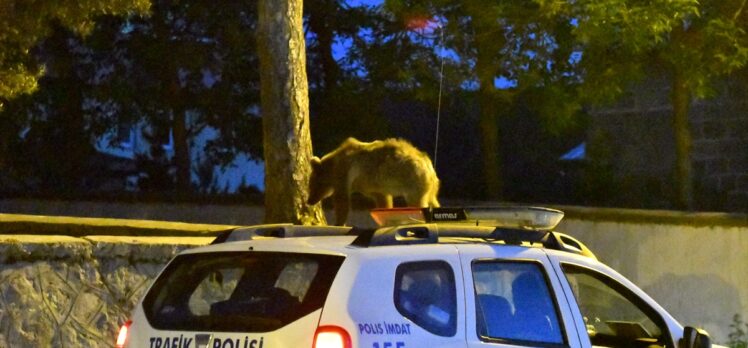 Sarıkamış'ta çöp konteynerinde yiyecek arayan bozayı yavrusu görüntülendi