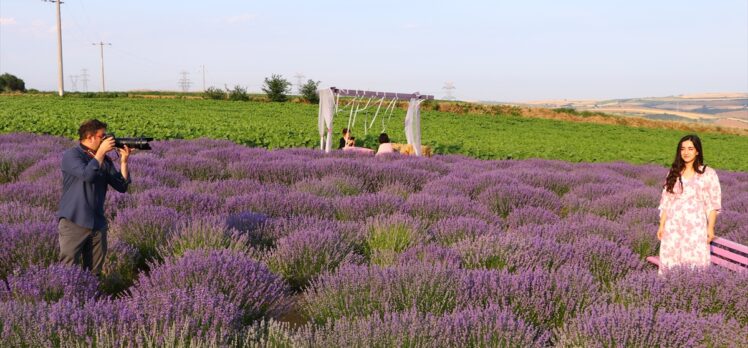 Tekirdağ'da göz alıcı mor renkli tarlalar fotoğraf tutkunlarının ilgisini çekiyor