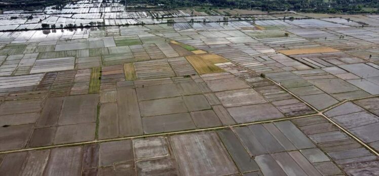 Türkiye'nin “çeltik ambarı” Edirne'de çeltik ekim mesaisi tamamlandı