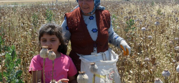 Afyonkarahisar'da haşhaş hasadı başladı