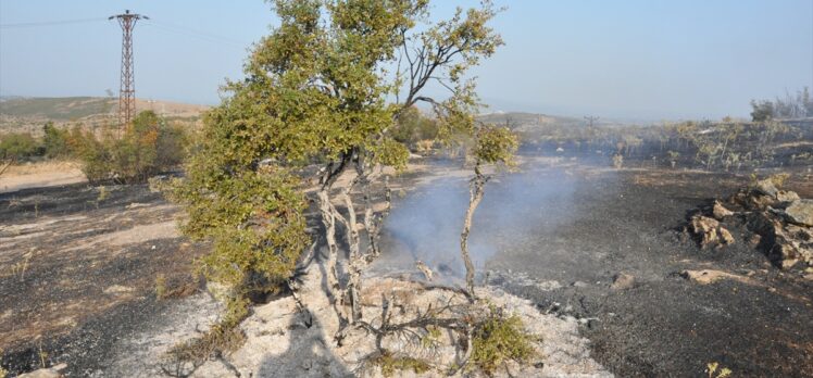 Çanakkale'nin Ezine ilçesinde 10 dönüm makilik alan yandı