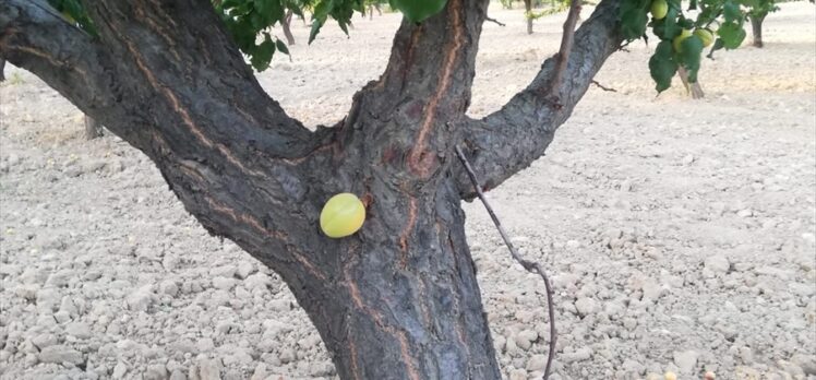 Elazığ'da bir bahçede kayısı meyvesi, ağacın dalında değil gövdesinde çıktı