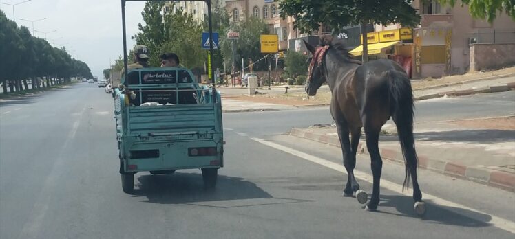 Elektrikli motosiklete atı bağlayıp çeken sürücü ve atın sahibine para cezası