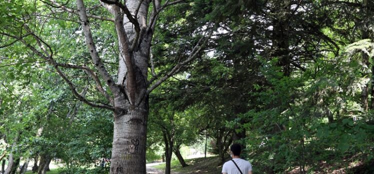 Gölcük Tabiat Parkı bayramda tatilcilerin akınına uğradı