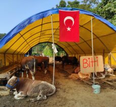 İstanbul'da kurban pazarları ve kesimhanelerde hareketlilik yaşanıyor