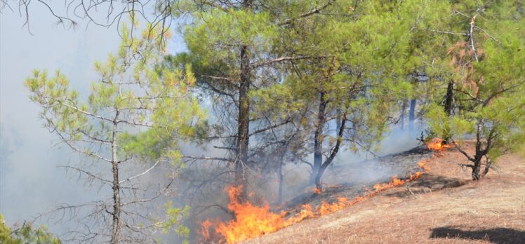 GÜNCELLEME – Kahramanmaraş'ta çıkan orman yangınına havadan ve karadan müdahale ediliyor