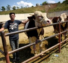 Kastamonu'da 1 tonluk kurbanlık dana 20 bin liradan satışa sunuldu