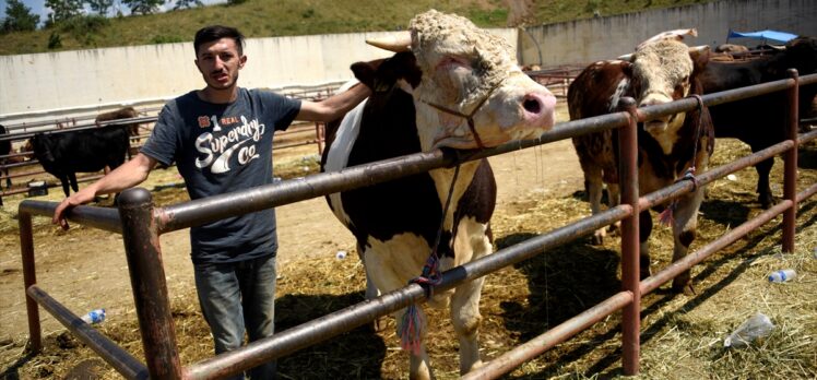 Kastamonu'da 1 tonluk kurbanlık dana 20 bin liradan satışa sunuldu