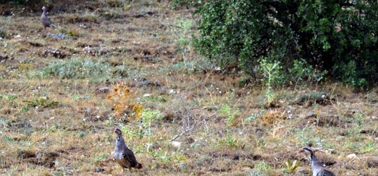 Kırşehir'de yaban hayatı çeşitliliğinin korunması için 425 kınalı keklik doğaya bırakıldı