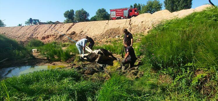 Kocaeli'de bataklığa saplanan inek itfaiye ekiplerinin yardımıyla kurtarıldı