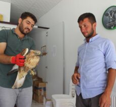 Konya'da koyun otlatan çoban, yaralı bulduğu kartalı köpek saldırısından kurtardı