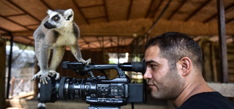 Tarsus Doğa Parkı'nın “Madagaskarlı” sakinleri: Lemurlar