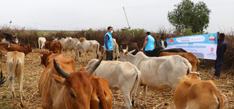 TDV tarafından Somaliland'da kesilen kurbanlar ihtiyaç sahiplerine ulaştırıldı