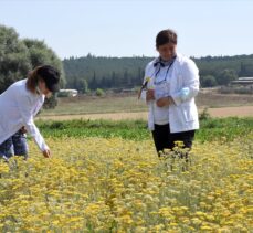 Üniversite yerleşkesinde tıbbi ve aromatik bitki yetiştirerek eğitime katkı sağlıyorlar