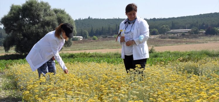 Üniversite yerleşkesinde tıbbi ve aromatik bitki yetiştirerek eğitime katkı sağlıyorlar