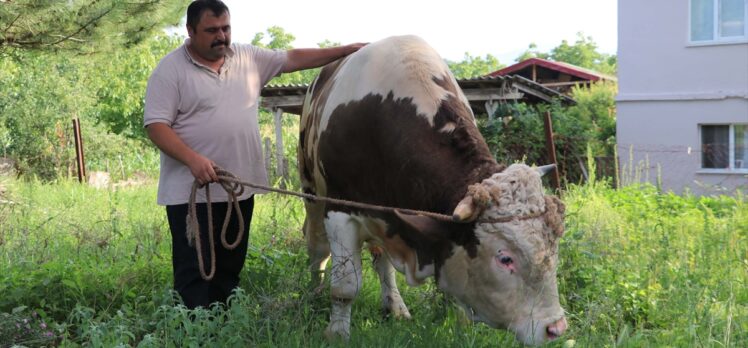 Zonguldak'ta 1 tonluk boğa “Kral” alıcısını bekliyor